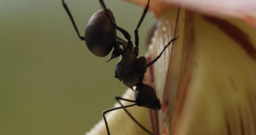 Австралиец стал кормом для муравьев
