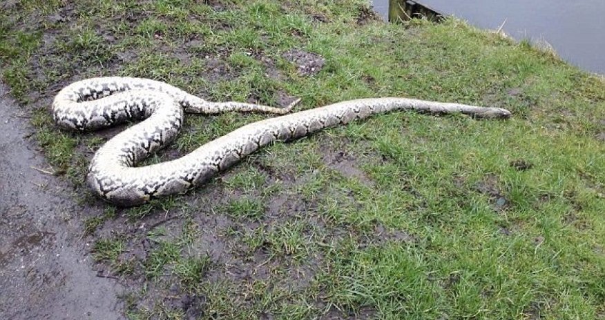 Body of giant 14ft PYTHON found dumped by canal in Lancashire