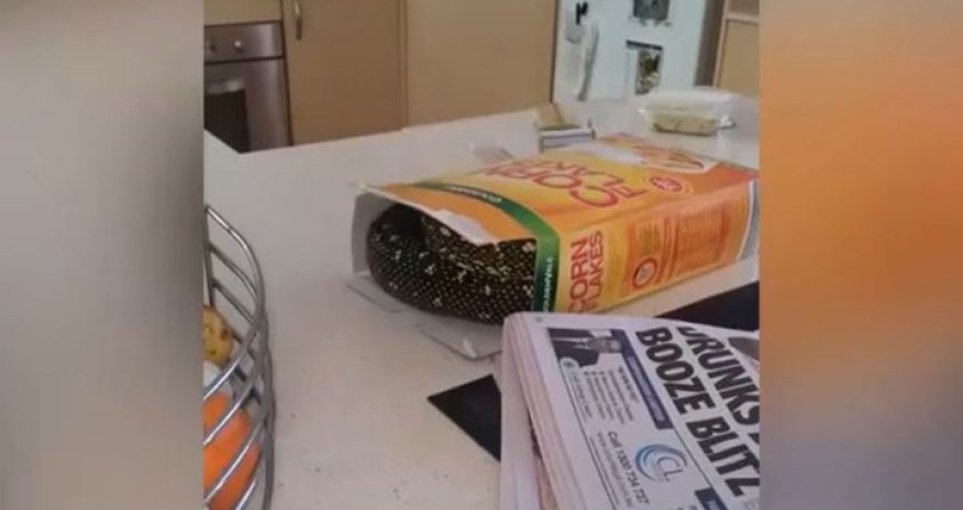 Завтрак со змеей