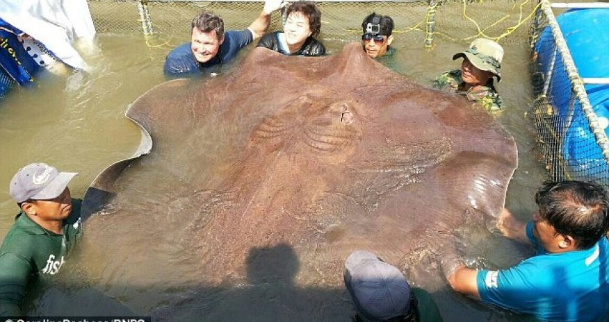 Giant 14ft, 800lb stingray becomes the biggest freshwater fish ever caught with a line