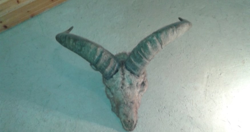 В Баку появилось кафе оформленное шкурами зверей