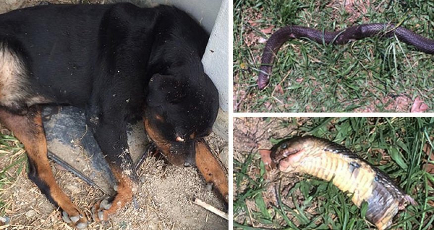 Five dogs attack a cobra