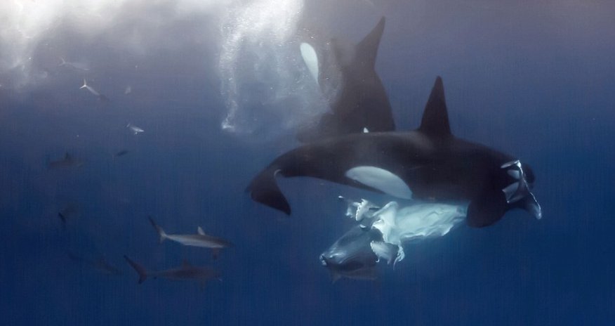 Whale mother returns to her calf's corpse in doomed bid