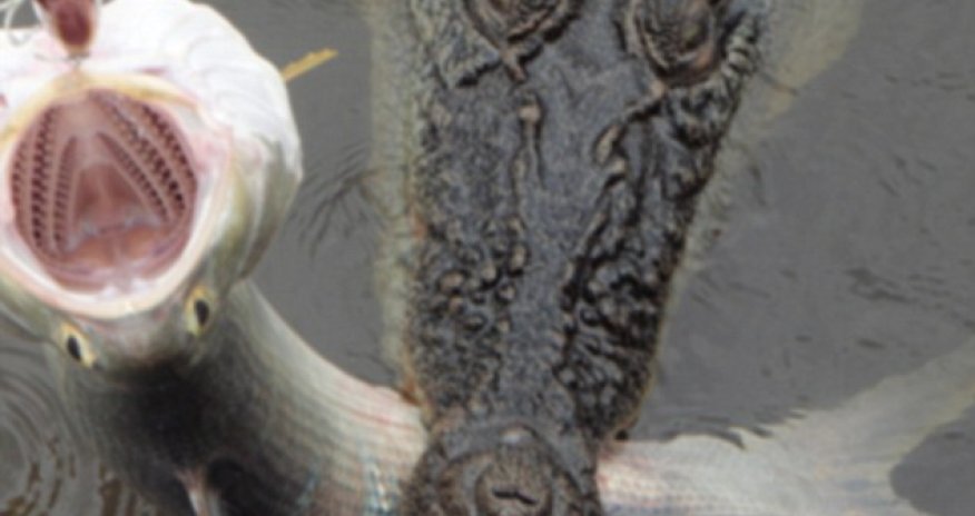 Fisherman captures the moment he reels in a salmon