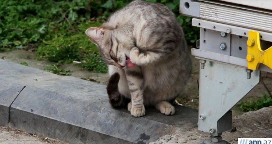 Бездомные животные: 