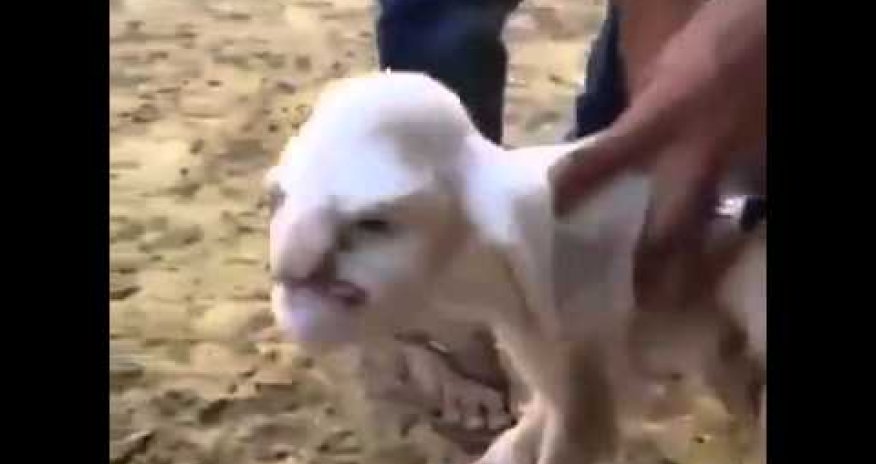 Родился баран с человеческим лицом