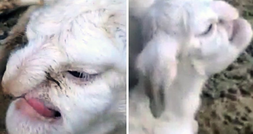 Lamb born with FACE OF A HUMAN terrifies village