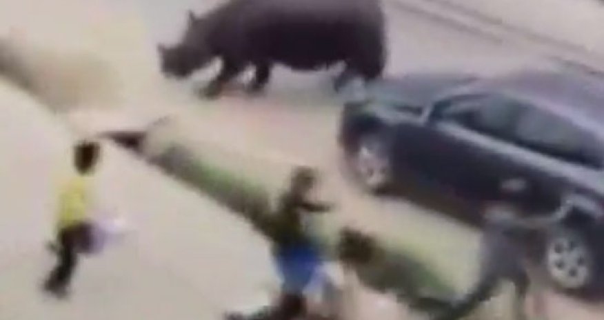 Kərgədan şəhərə hücum etdi, adam öldürdü - VİDEO