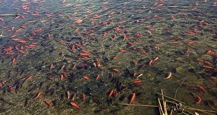 Золотые рыбки оккупировали озеро