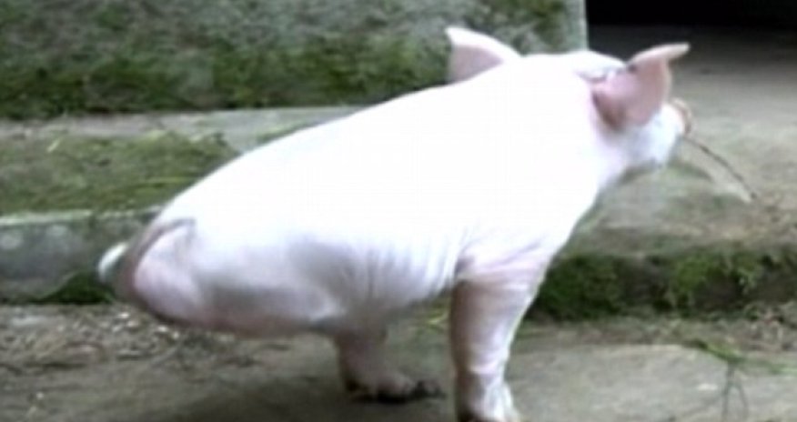 He knows how to hog the limelight