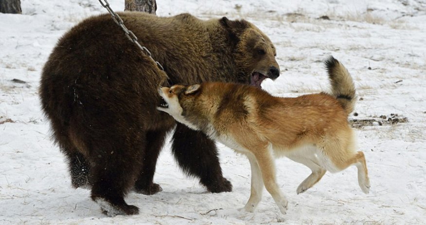 Vicious dogs in Russian 'hunting' contest