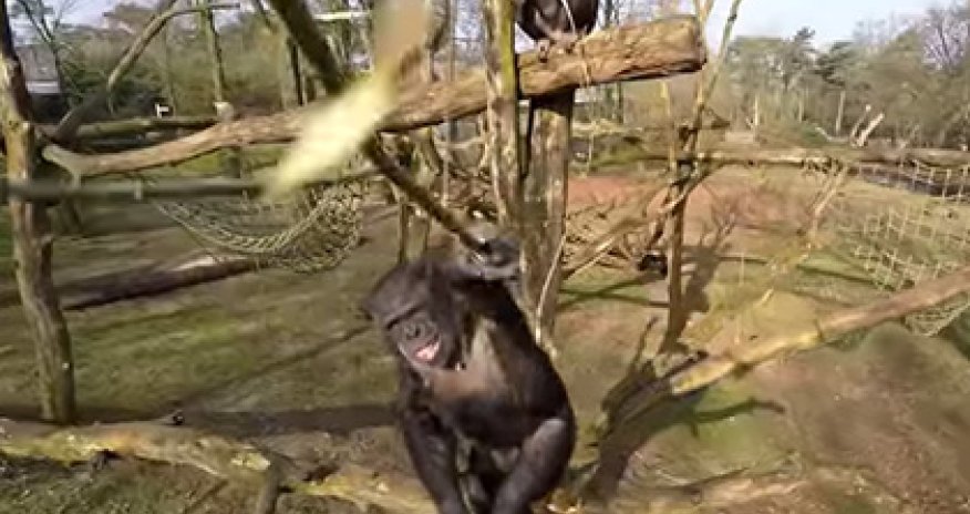 Обезьяны могут служить в армии