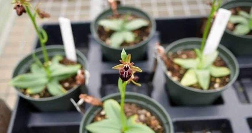 Символ Шуши в Гахе