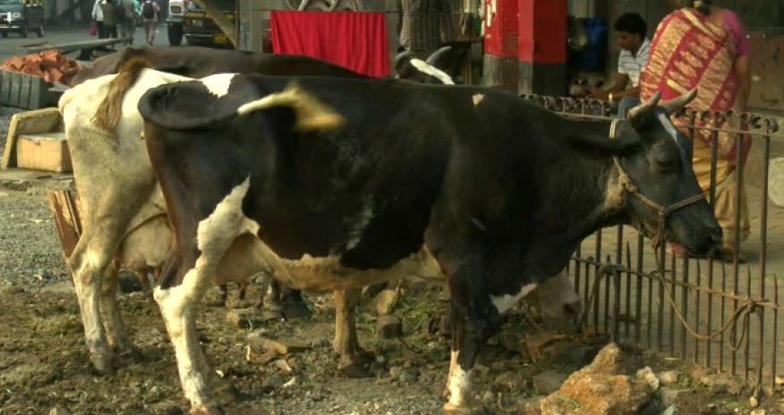 Писающая корова испортила сюжет BBC