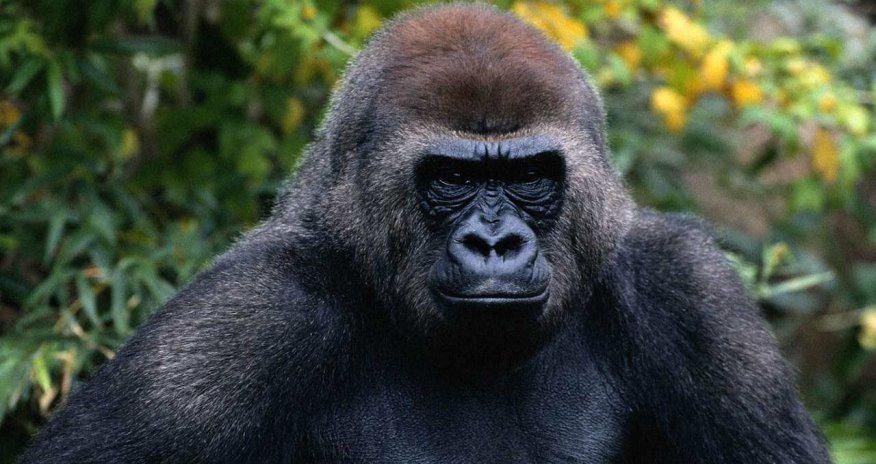 Самец гориллы напал на ребенка