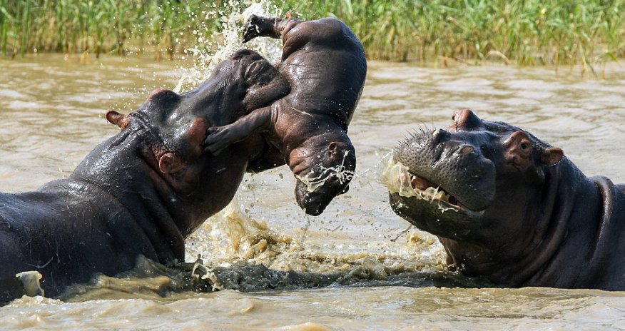 Baby hippo gets caught in a fight between two adults