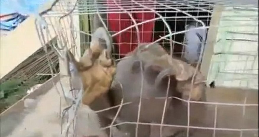 What IS this scary looking beast which can chew through its steel cage?