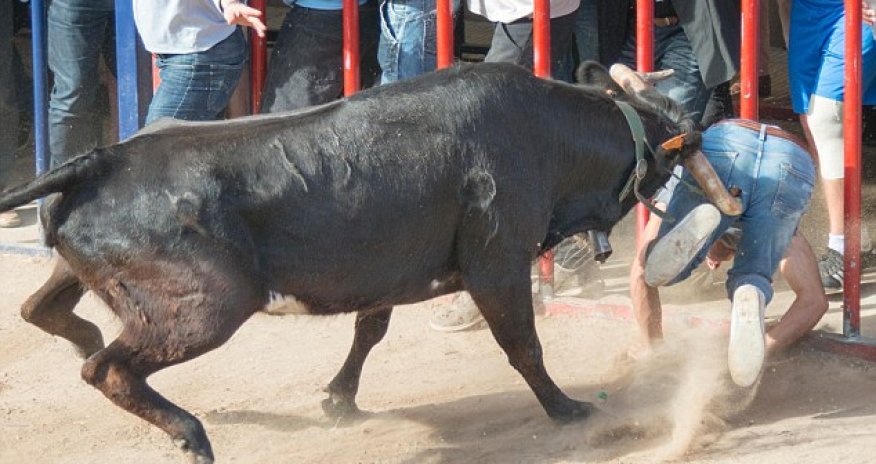 Unfortunate man is gored straight in the bottom