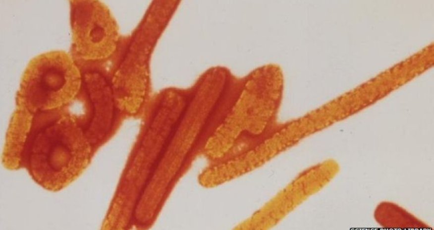 Ebola drug cures monkeys infected with West African virus strain