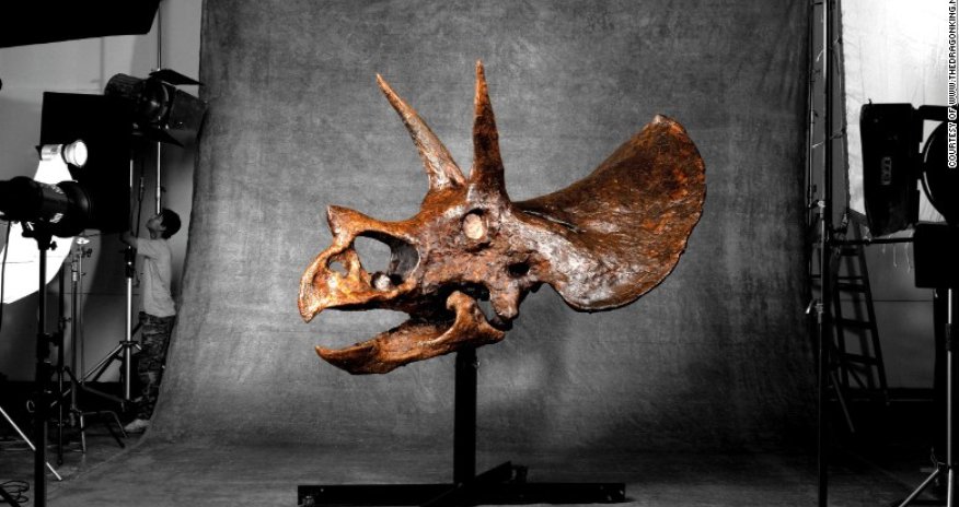 How a $1.8 million dinosaur skull went from Montana to Hong Kong