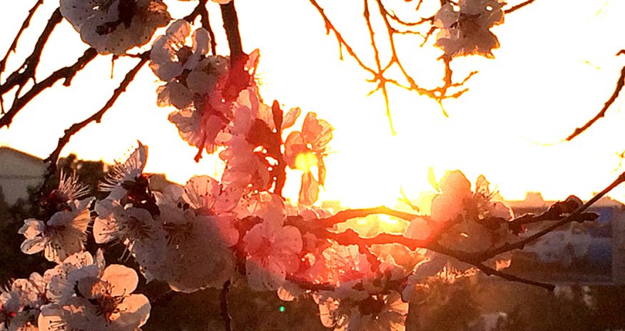 Baku weather forecast for April 25