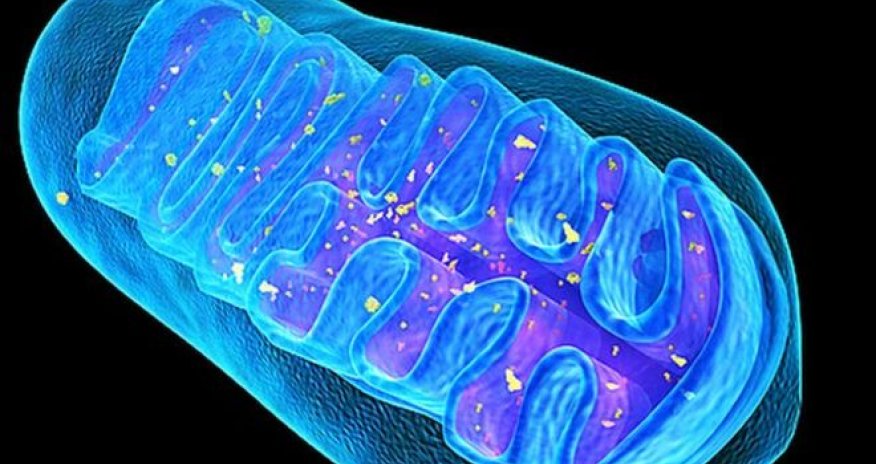 Mitochondria editing tried in mice