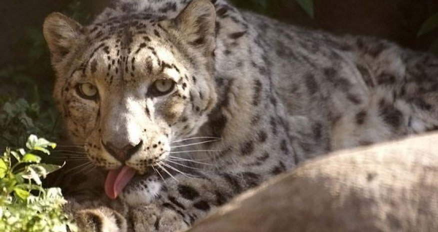 Сторож отбился от леопарда за 40 секунд