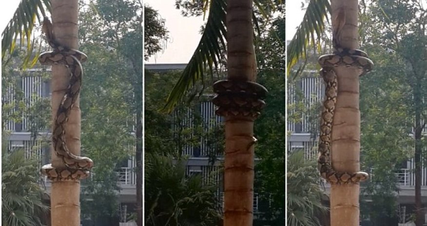 Strangely mesmerising footage shows methodical way pythons climb trees