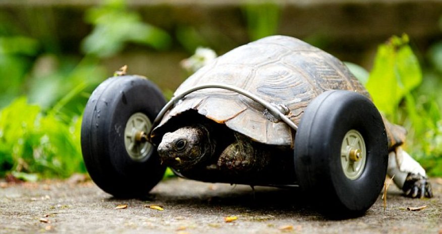 Who you calling slow?