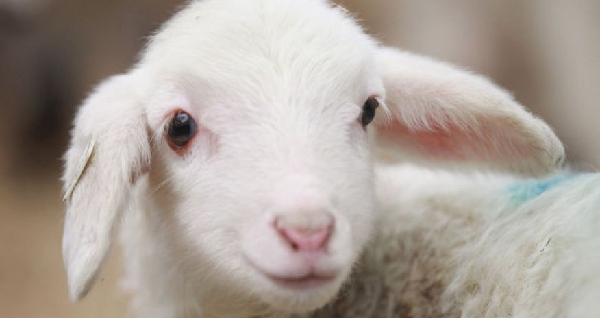 Qeyri-adi quzu doğuldu – FOTO