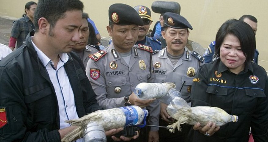 Smugglers cram cockatoos into plastic bottles to get them through customs