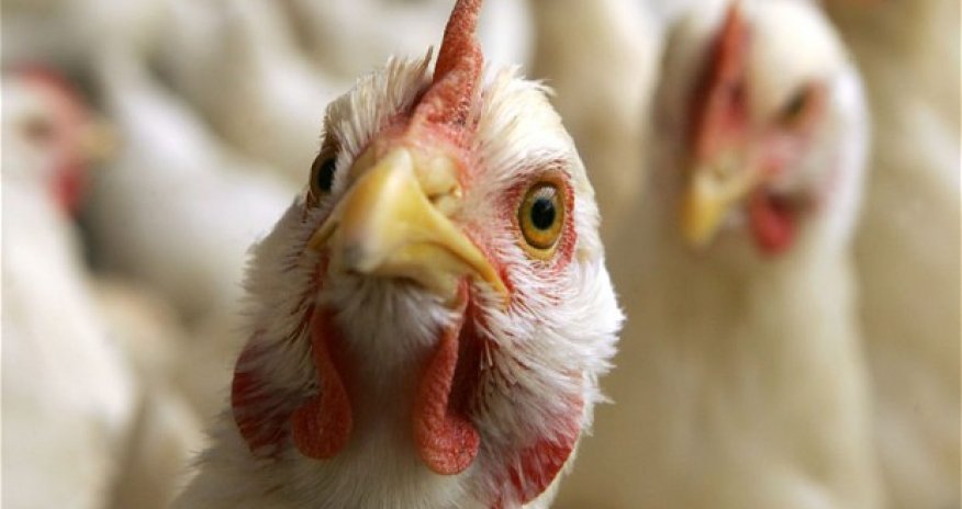 Azerbaijan bans Turkish poultry imports due to bird flu outbreak