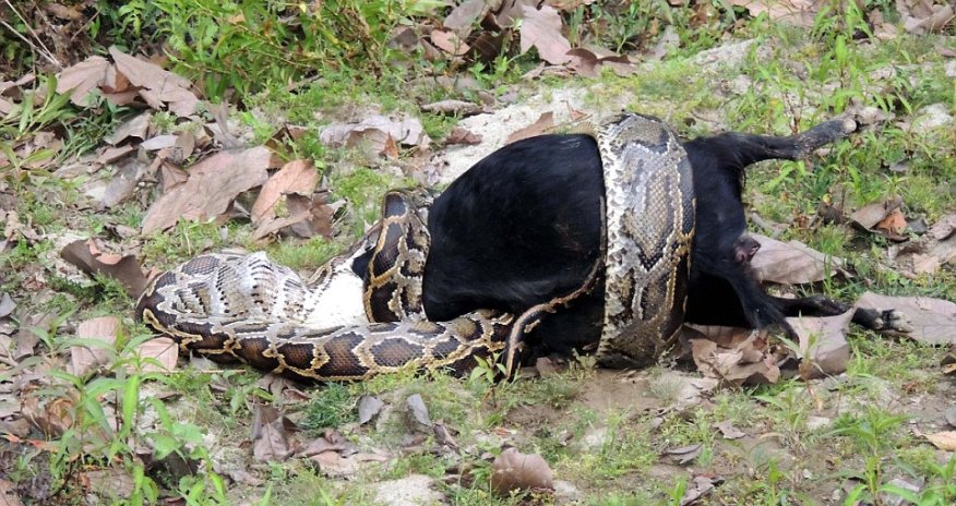 Horrific moment live goat is swallowed by 10ft python in Indian nature reserve