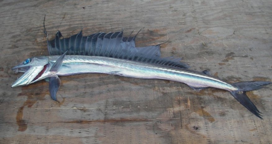 Top 15 fishes of India