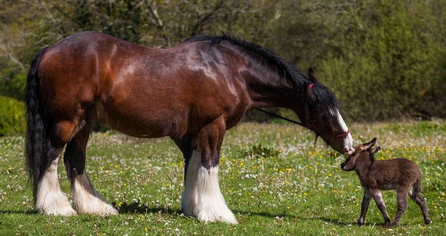 Newborn donkey only 21 INCHES tall makes friends with 5ft 6ins shire horse