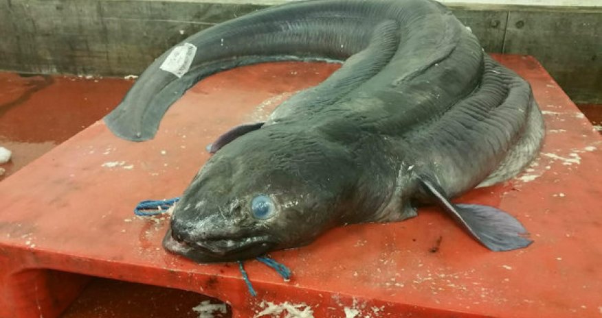 Record-breaking fish caught off British coast