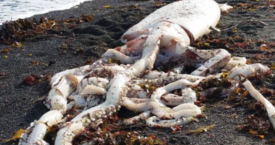 Giant sea monster from the deep washes up on New Zealand beach