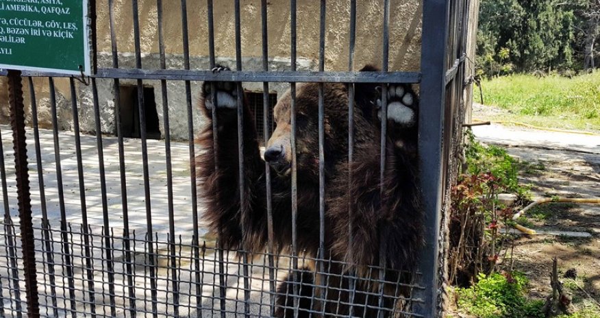 Бакинский зоопарк - взгляд изнутри – РЕПОРТАЖ