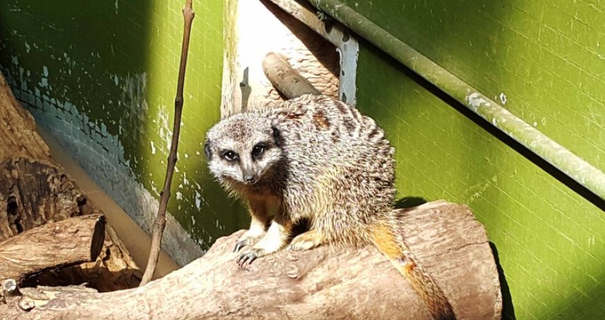 Vəhşi  təbiətin adası: London  heyvanxanası -  REPORTAJ