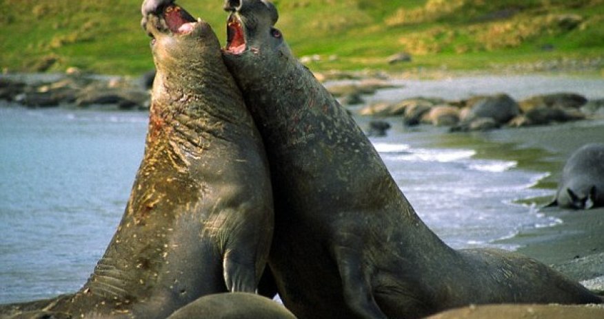 Why do men exist? To ward off DISEASE