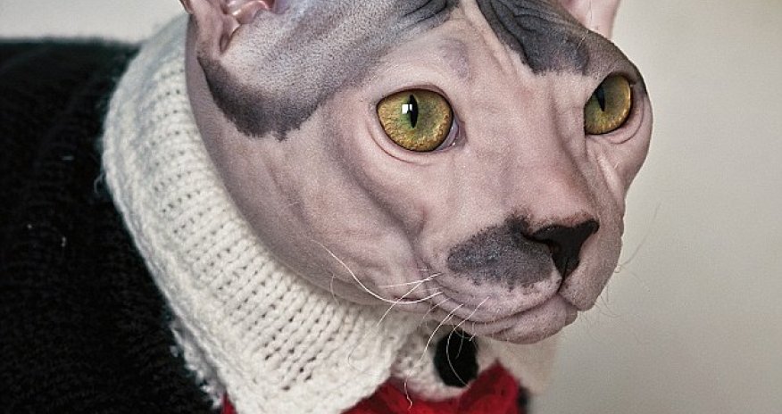 Cat that looks like Hitler