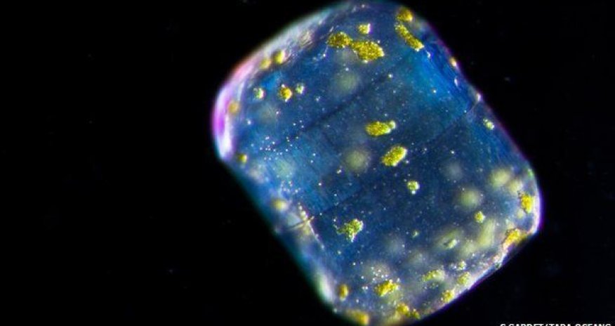 Ocean's hidden world of plankton revealed in 'enormous database'