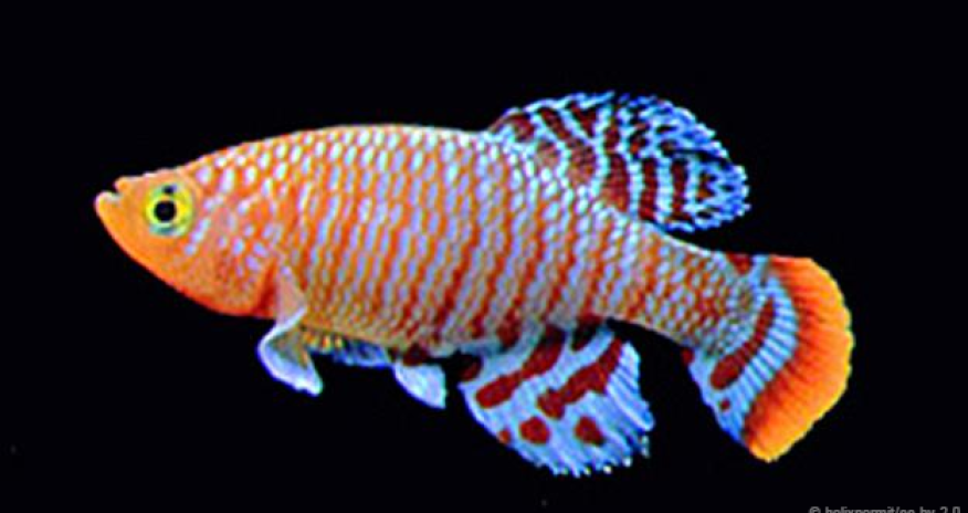 The most extreme fish on Earth