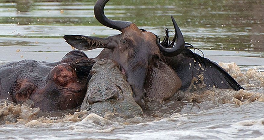 Amazing three-way battle to the death between a hippo, a crocodile and a wildebeest