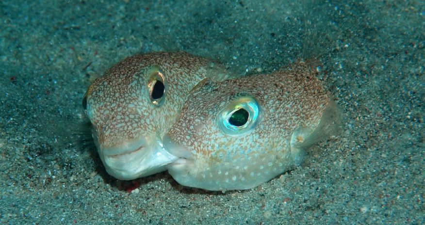 The 10 most exciting species discovered this year