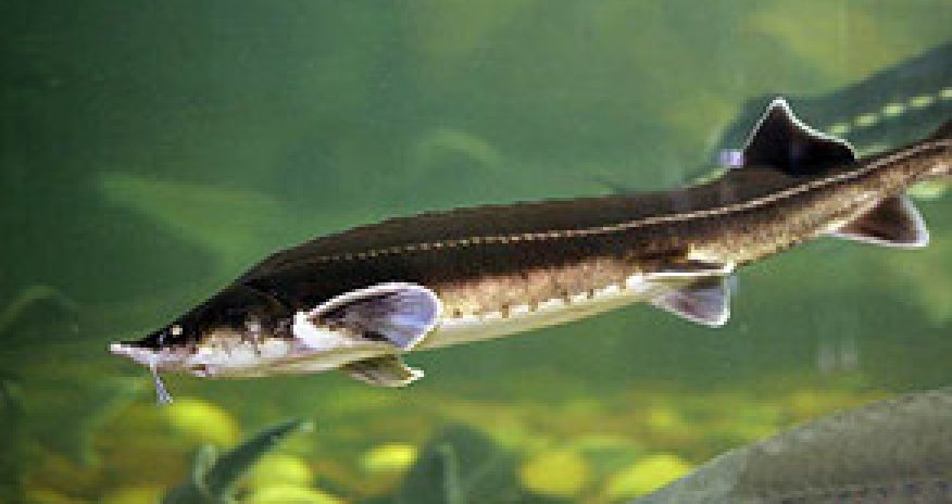 Nərə balığının ovuna qoyulan qadağa davam edəcək