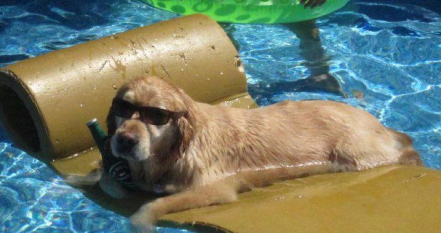 У бездомных животных есть свой центр