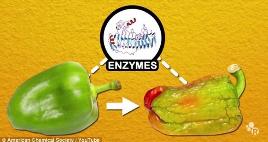 It IS safe to microwave food - and frozen veg IS better than fresh