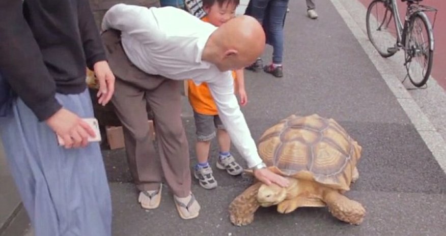 Funeral director has spent 19 years walking the streets with the giant pet tortoise