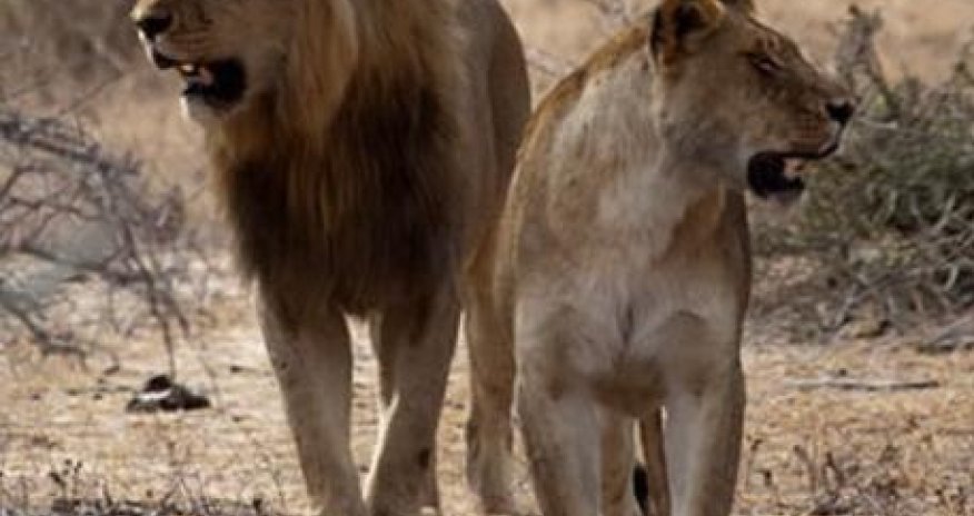 Львица атаковала туристов